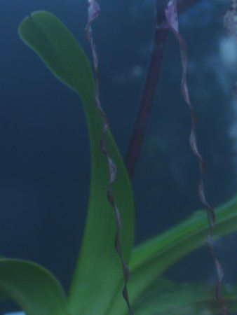 Paphiopedilum sanderianum