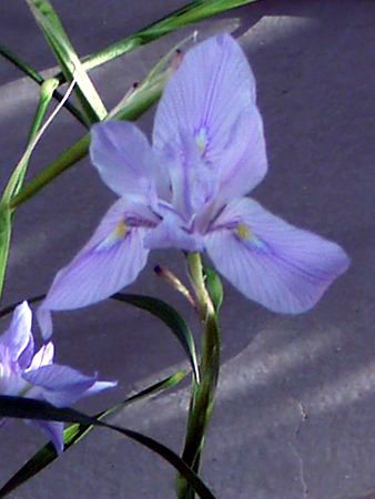 �����G�A�E�|���X�^�L�A�iMoraea polystachya�j