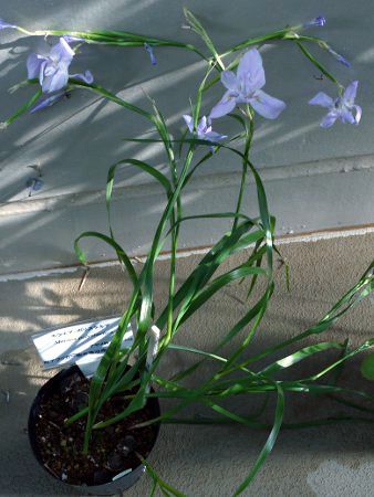 �����G�A�E�|���X�^�L�A�iMoraea polystachya�j