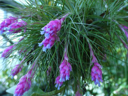 �e�B�����W�A�E�X�g���N�^�iTillandsia  stricta�j