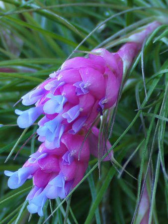 �e�B�����W�A�E�X�g���N�^�iTillandsia  stricta�j