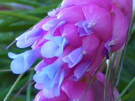 �`�����W�A�E�X�g���N�^�iTillandsia  stricta�j
