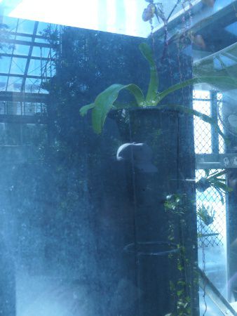 Paphiopedilum sanderianum