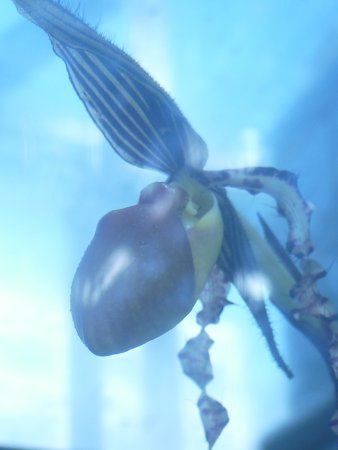 Paphiopedilum sanderianum