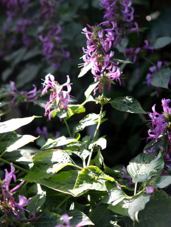 �q�|�G�X�e�X�E�A���X�^�^(Hypoestes aristata)