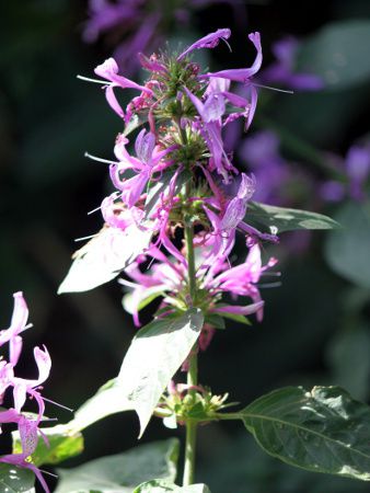 �q�|�G�X�e�X�E�A���X�^�^(Hypoestes aristata)
