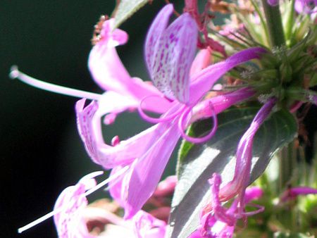 �q�|�G�X�e�X�E�A���X�^�^(Hypoestes aristata)