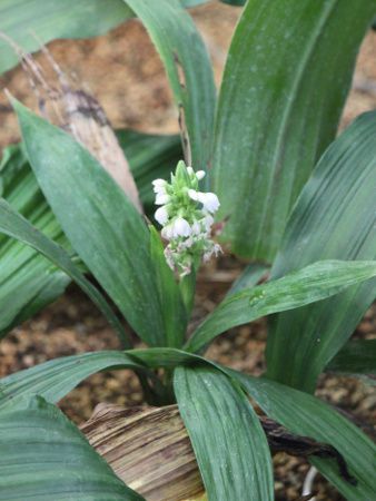 �m�C�E�B�[�f�B�A�E�{���j�G���V�X�iNeuwiedia borneensis�j