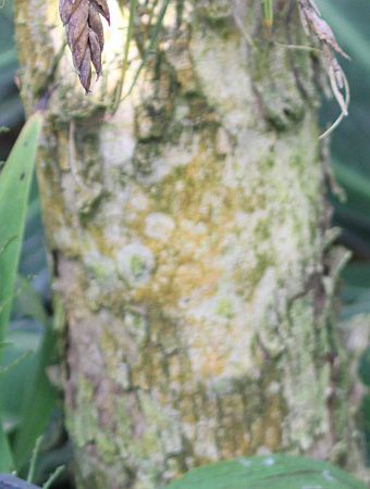 �}���o�V�^��(dalbergia latifolia)