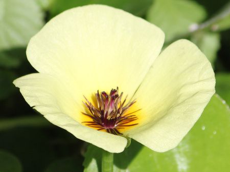 �E�H�[�^�[�|�s�[(Water Poppy)