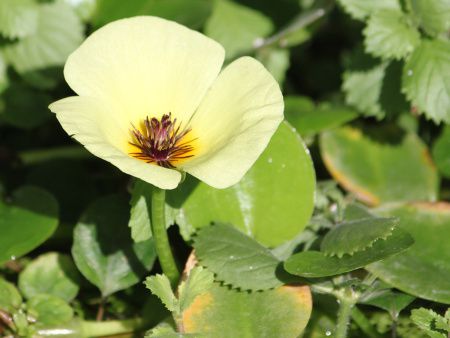 �E�H�[�^�[�|�s�[(Water Poppy)