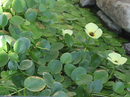 �E�H�[�^�[�|�s�[(Water Poppy)