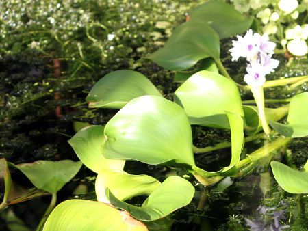 ottelis-ulvifolia