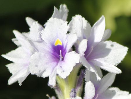 ottelis-ulvifolia)