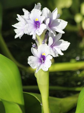 �I�e���A�E�E���r�t�H���A�iOttelia ulvifolia�j