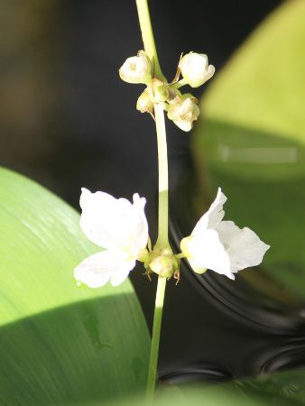 �G�L�m�h���X �A���[���`�l���V�X (Echinodorus argentinensis)