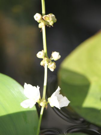 �G�L�m�h���X �A���[���`�l���V�X (Echinodorus argentinensis)