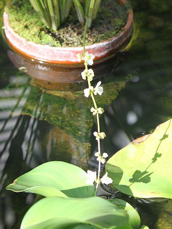�G�L�m�h���X �A���[���`�l���V�X (Echinodorus argentinensis)