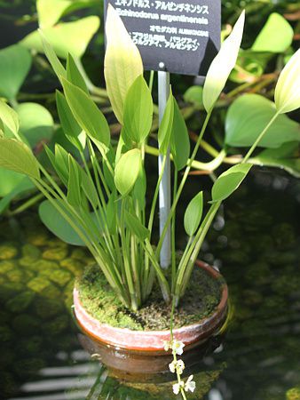 �G�L�m�h���X �A���[���`�l���V�X (Echinodorus argentinensis)