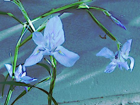 �����G�A�E�|���X�^�L�A�iMoraea polystachya�j