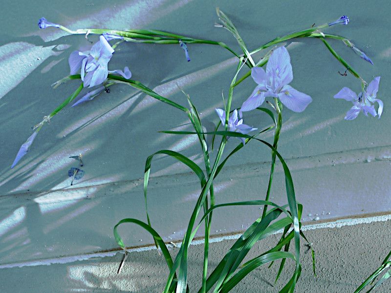 �����G�A�E�|���X�^�L�A�iMoraea polystachya�j