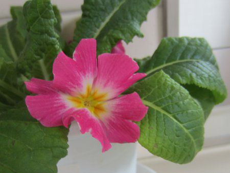 �v�������E�|���A���T(Primula polyantha)