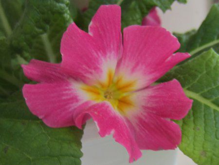 �v�������E�|���A���T(Primula polyantha)