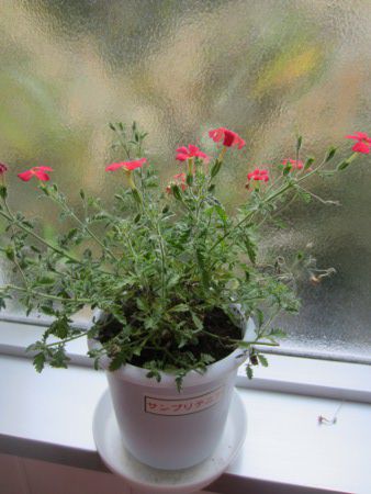 �T���u���e�j�A�iSunbrittenia�j