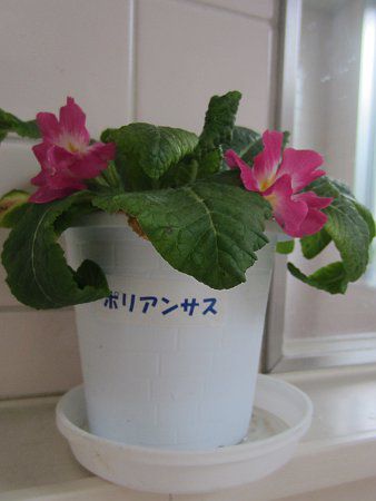 �v�������E�|���A���T(Primula polyantha)