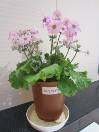 �v�������E�}���R�C�f�X(Primula malacoides)