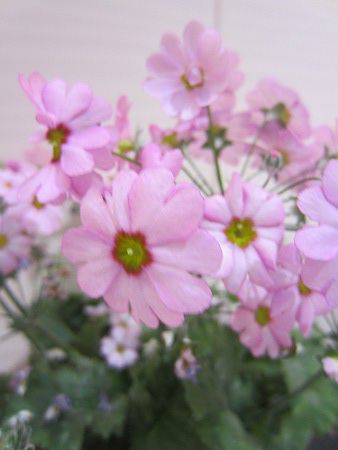 �v�������E�}���R�C�f�X(Primula malacoides)