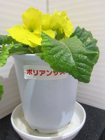 �v�������E�|���A���T(Primula polyantha) ���F