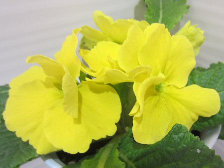 �v�������E�|���A���T(Primula polyantha) ���F