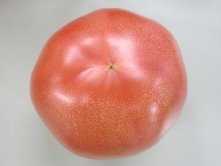 �F�{���̃g�}�g