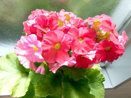 �v�������E�I�u�R�j�J(Primula obconica)