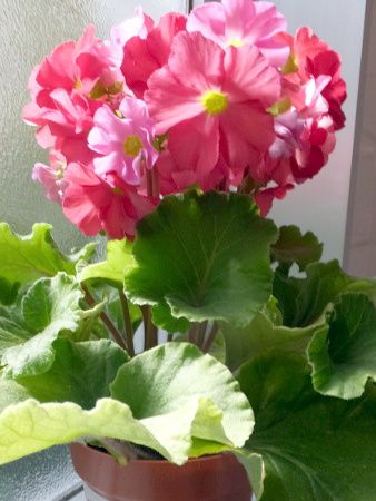 �v�������E�I�u�R�j�J(Primula obconica)