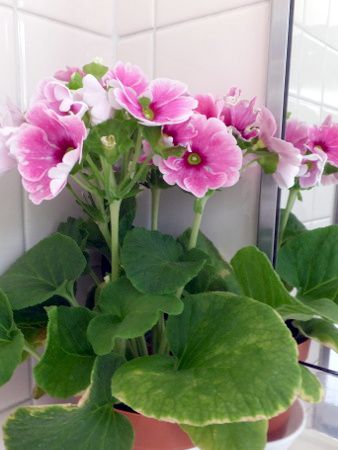 �v�������E�I�u�R�j�J(Primula obconica)