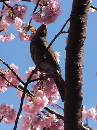 �q���h���Ƒ劦��11