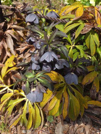 �����e�����[�Y(Lenten rose)