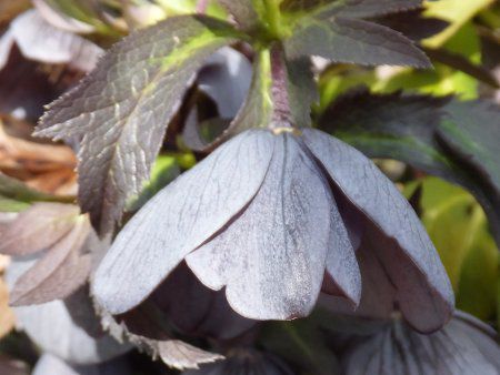 �����e�����[�Y(Lenten rose)