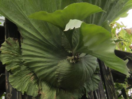 �v�v���e�B�P���E���E�����_�iPlatycerium wandae�j