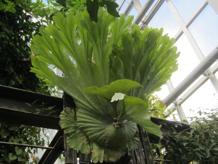 �v���e�B�P���E���E�����_�iPlatycerium wandae�j