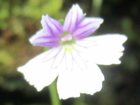 P.Tinax emarginata