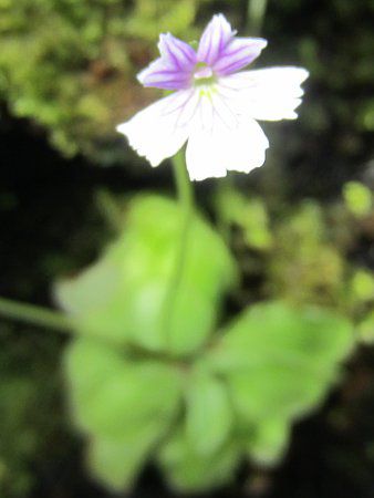 P.Tinax emarginata