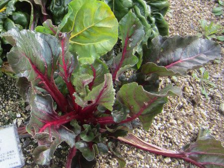 �X�C�X�`���[�h�iSwiss chard�j