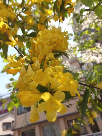 �J�����C�i�W���X�~��