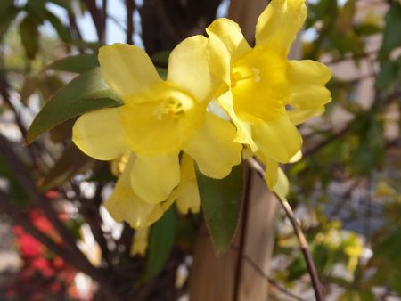 �J�����C�i�W���X�~��