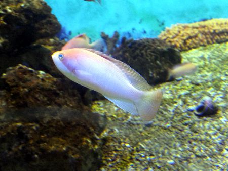 �P���}�n�i�_�C��
