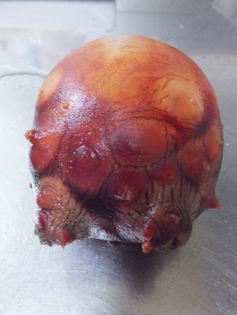 �z���㕔