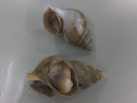 ���o�C�L13